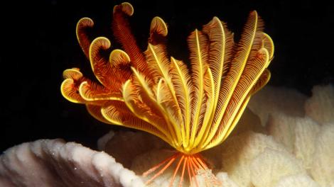 Image of an orange-yellow sea star photographed near Cassini Island, Kimberley
